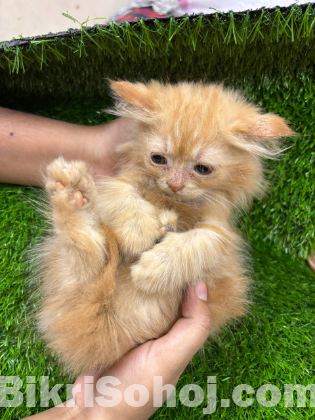 Persian Kittens for Sale – Male & Female